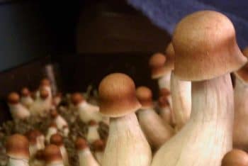 Penis Envy Uncut Magic Mushrooms Frshminds