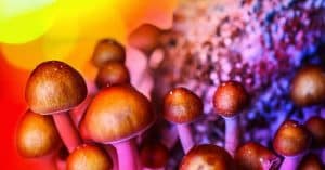 What are Magic Mushrooms