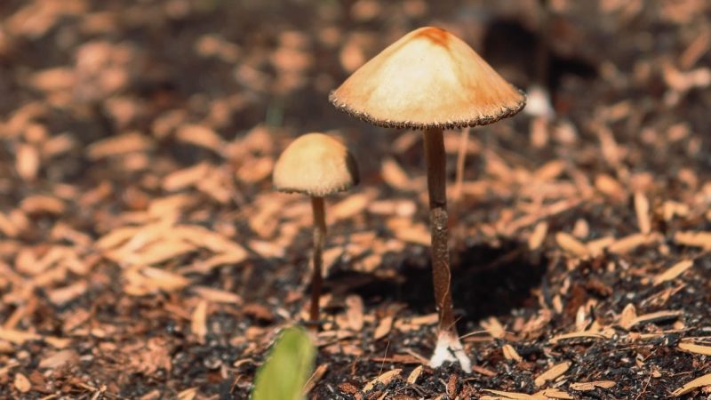 Canadians Cancer Patients Win Right To Try Psilocybin