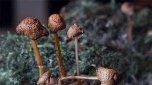4 Canadians Cancer Patients Win Right To Try Psilocybin