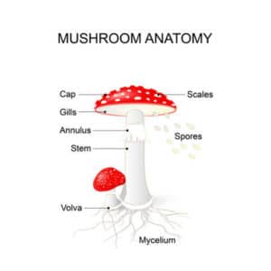 Psilocybin Mushroom Anatomy