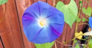What are psychedelics - Morning Glories