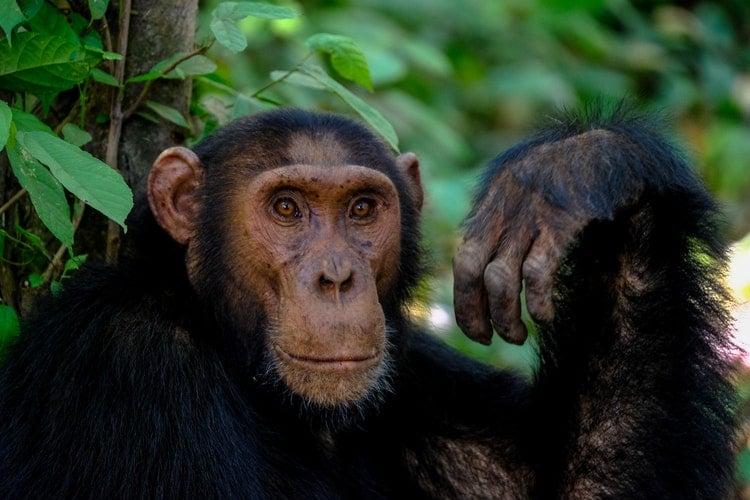 Stoned Ape Theory Human Evolution