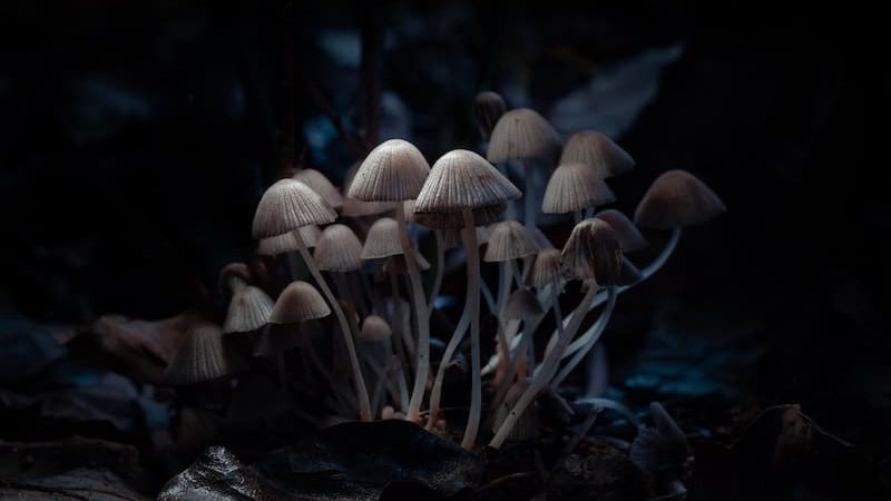 Benefits of Microdosing Psychedelics