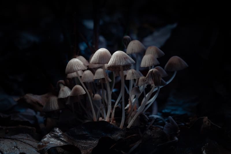 Benefits of Microdosing Psychedelics