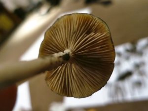 The Taxonomy of Magic Mushrooms - mushroom gills