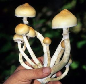 Quit Smoking with Mushrooms - real mushrooms