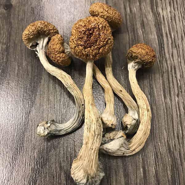 Mexicana Magic Mushrooms