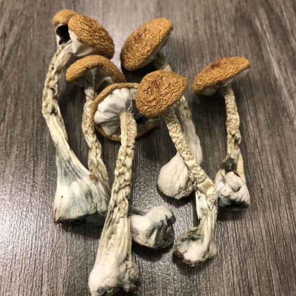 Z-Strain magic mushrooms
