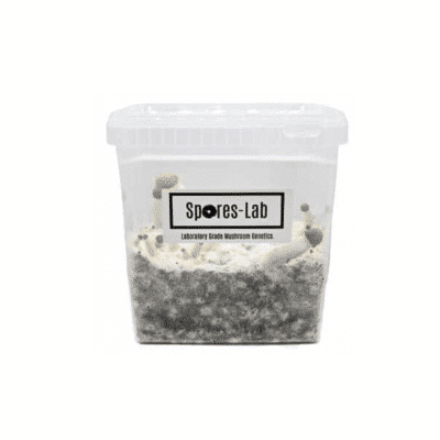 Spore-Labs-Ready-To-Fruit-Mushroom-Grow-Kit-v1
