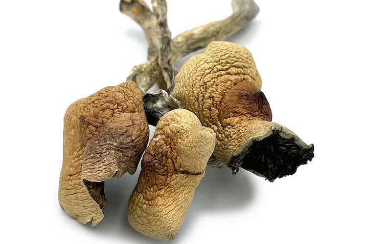 Amazon Magic Mushrooms