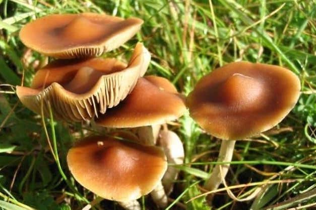 ustralian Magic Mushroom strain