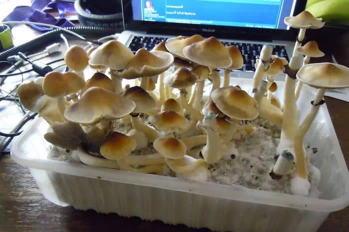 Ban Hua magic mushrooms