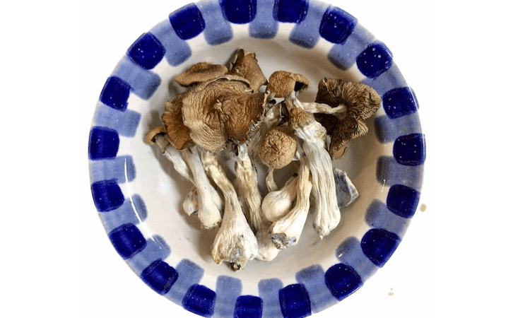 Blue Meanie Magic Mushrooms sold by Blue Goba
