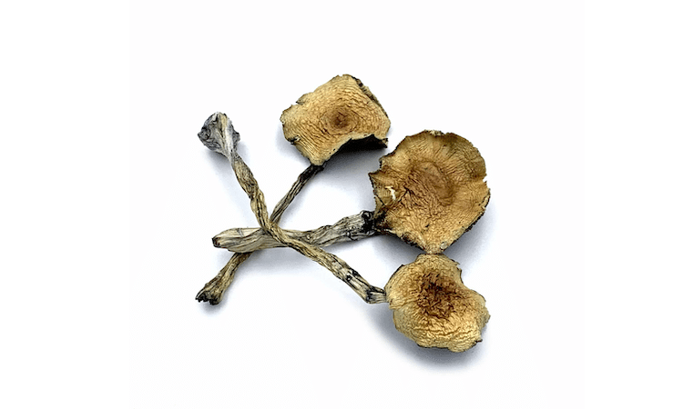 ambodian Cubensis Mushrooms from Pacific Shrooms