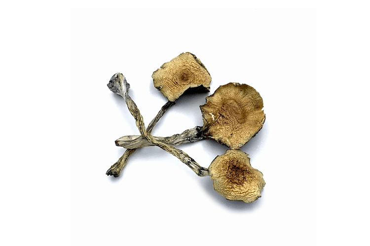ambodian Cubensis Mushrooms from Pacific Shrooms