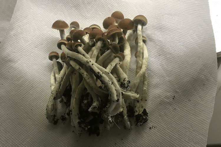 Cuban Magic Mushrooms