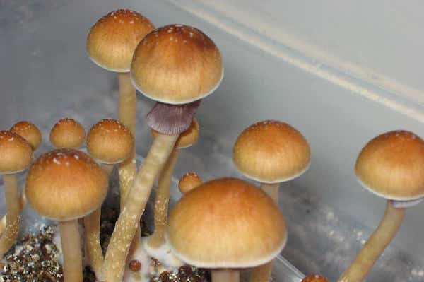 Ecuador Magic Mushrooms