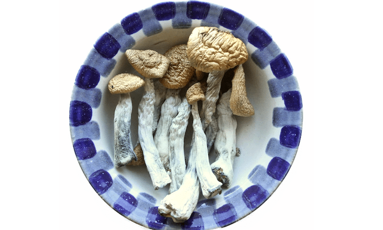 Mexican-Cubensis-magic-mushrooms-v1