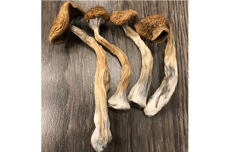 Psilocybe Cubensis Transkei Magic Mushrooms