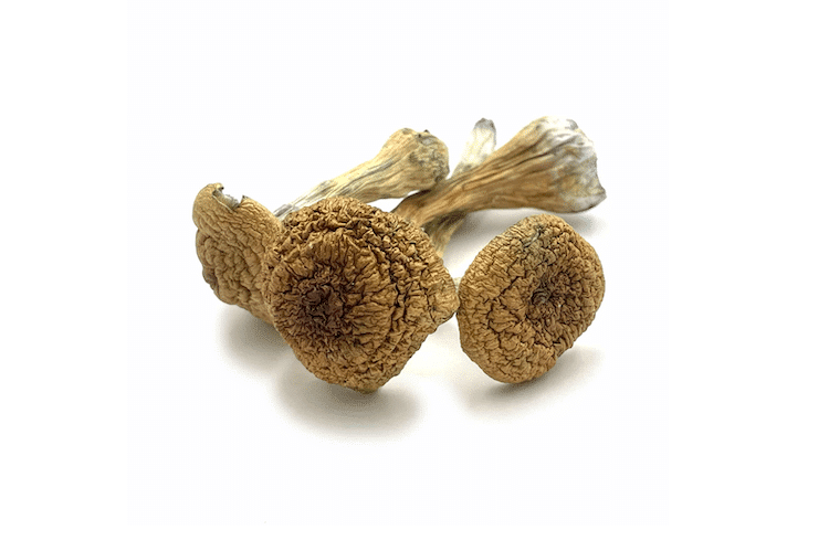 Psilocybe Cubensis Thai Magic Mushrooms-v1