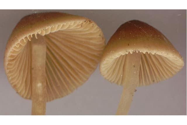 onocybe velutipes magic mushrooms