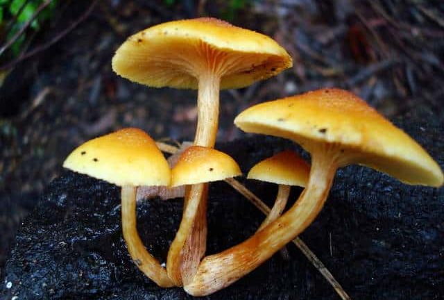 Gymnopilus Luteoviridis Magic Mushrooms