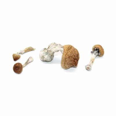 Lizard-King-Magic-Mushrooms-from-Microdose-Mushrooms