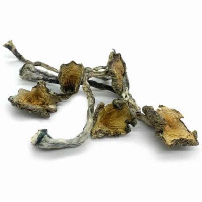 Psilocybe Cubensis Blue Meanies from