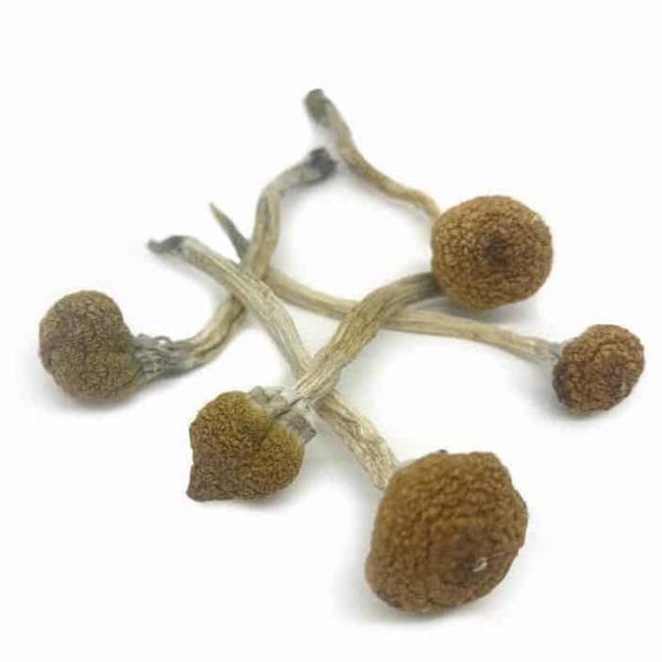 Psilocybe Cubensis Mazatapec Microdose Mushrooms