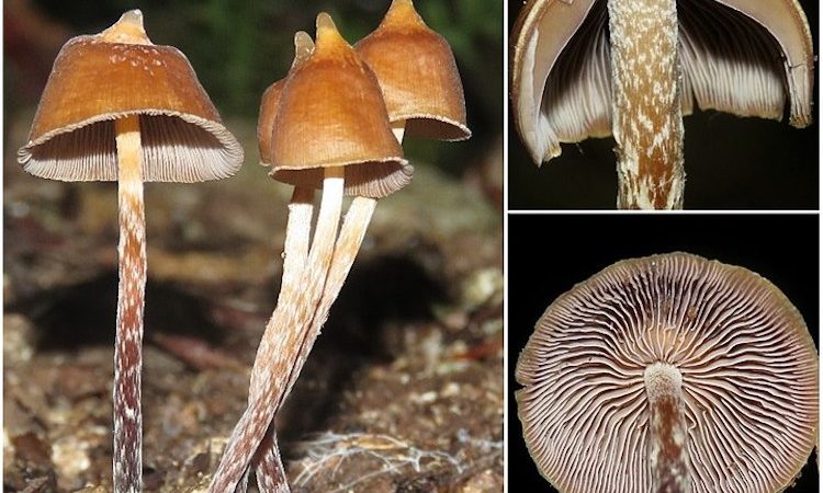 Psilocybe-hoogshagenii magic mushrooms