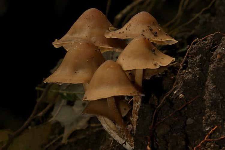 Psilocybe moseri magic mushrooms