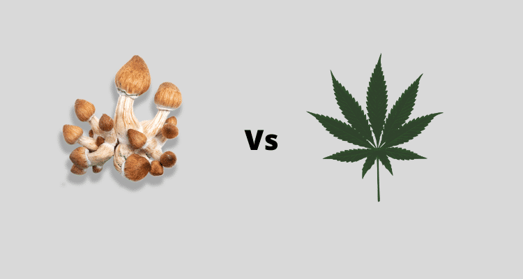 Magic Mushroom Species vs. Strain