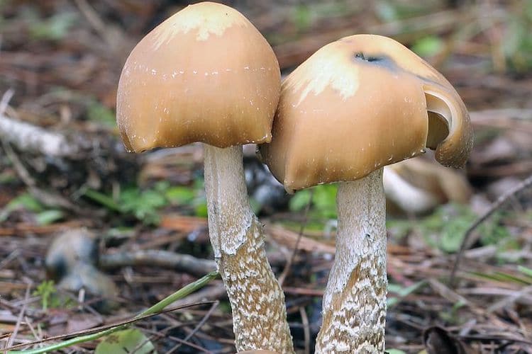 Psilocybe-zapotecorum