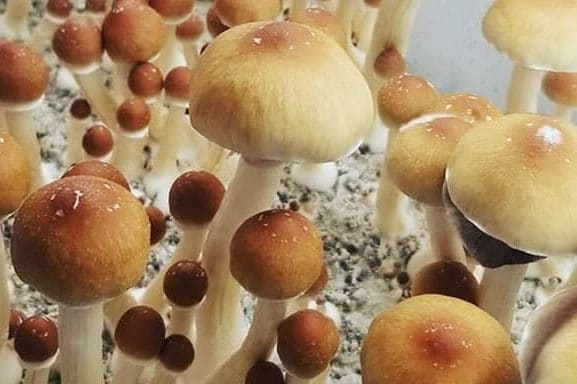 Alacabenzi Magic Mushrooms: Psilocybe Alacabenzi Cubensis