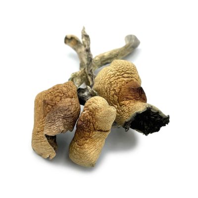 Amazonian Cubensis from Pacific Shrooms