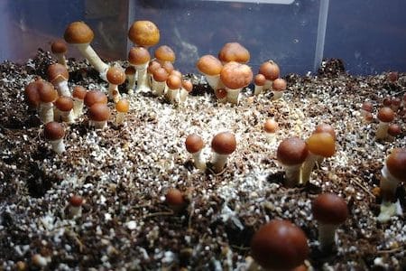Argentinian Magic Mushroom