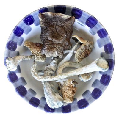 Malabar Magic Mushroom sold by Blue Goba