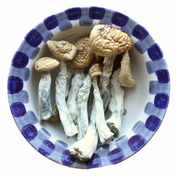 Mexican Cubensis Magic Mushrooms sold by Blue Goba