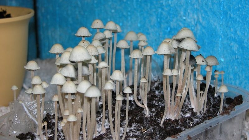 Blue Meanies Mushrooms