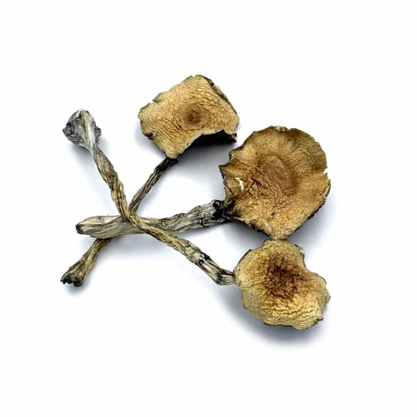 Cambodian Cubensis Mushrooms from Pacific Shrooms