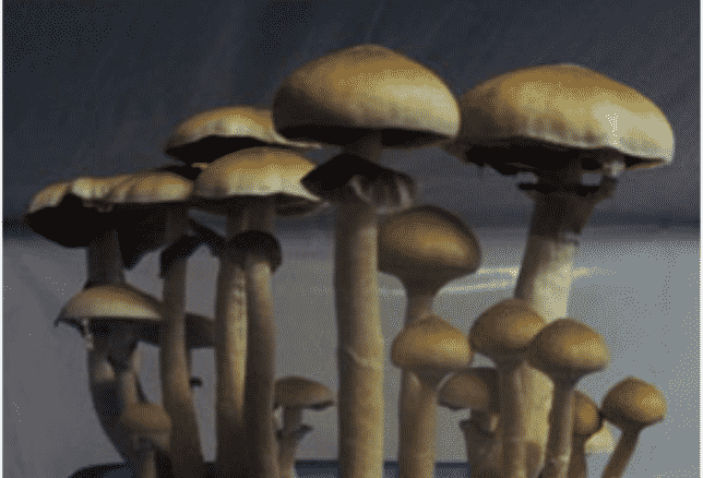 Chilean Magic Mushrooms