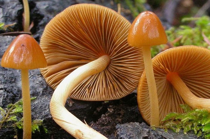 Conocybe siligineoides magic mushrooms