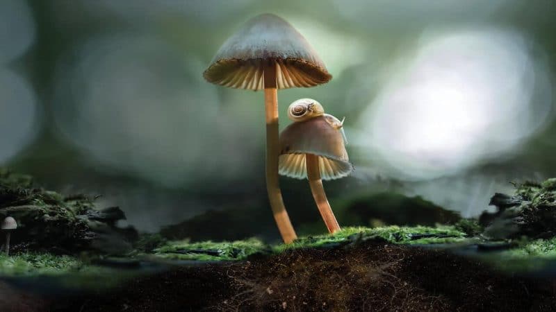 Movies to Watch on Shrooms