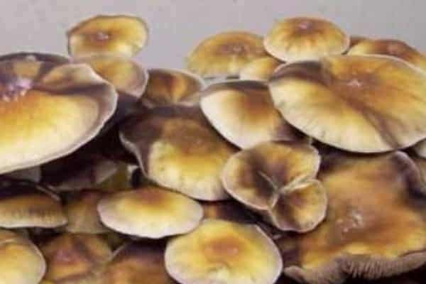 Guadalajara Magic Mushrooms