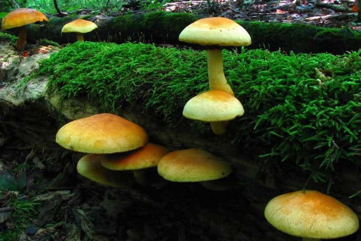 Gymnopilus Luteus Magic Mushrooms