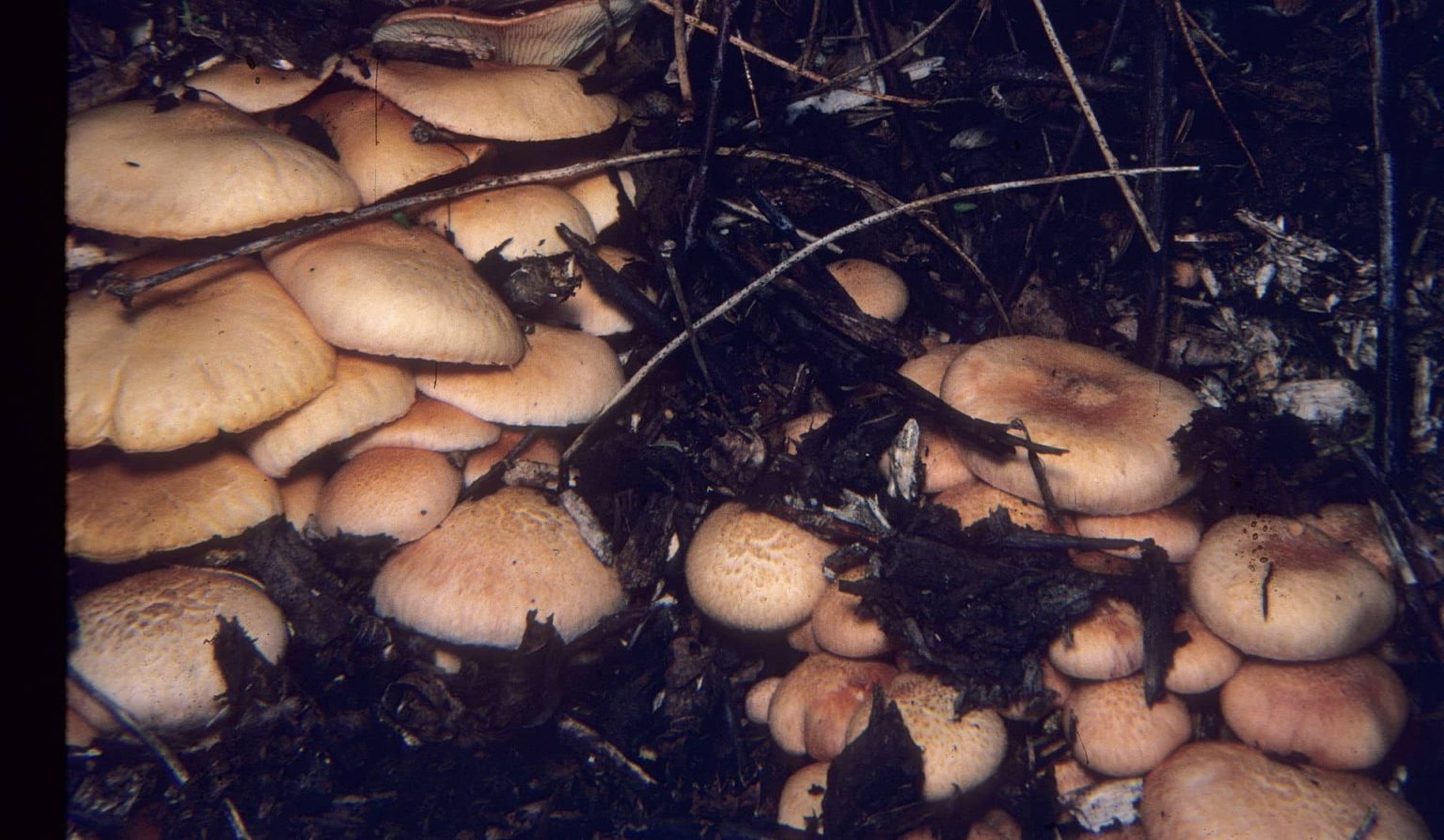 Gymnopilus aeruginosus magic mushrooms