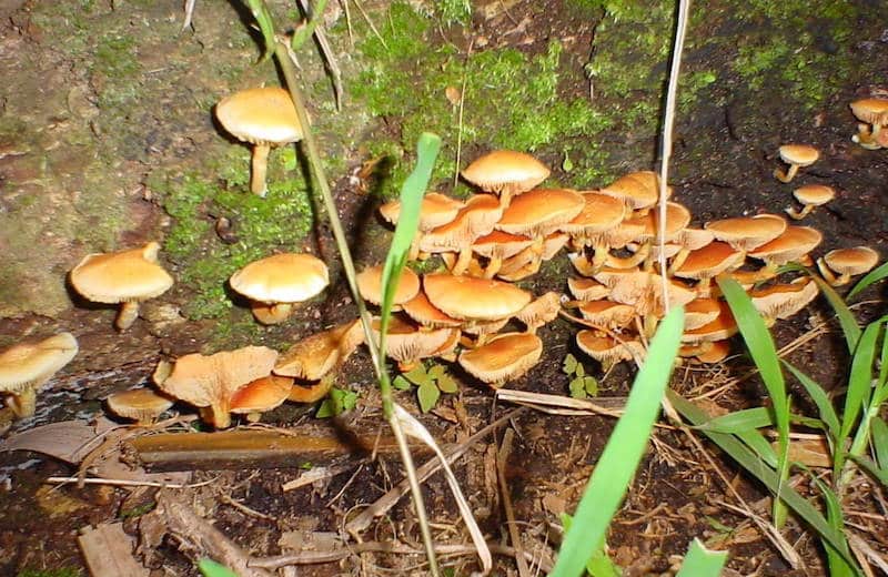 Gymnopilus Cyanopalmicola Magic Mushrooms