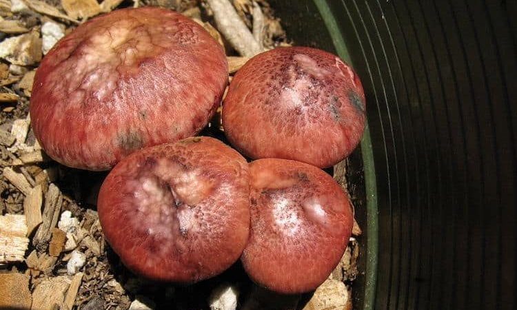 Gymnopilus Luteofolius Magic Mushrooms