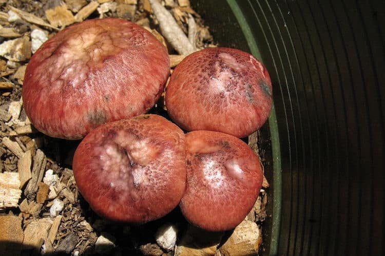 Gymnopilus Luteofolius Magic Mushrooms